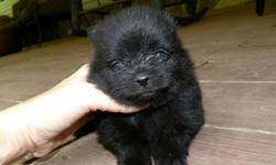 Chloe is a tiny teacup black female pomeranian puppy. Her estimated adult weight is 2 to 4 pounds. She is sweet and lovable and will make a great pet. She will be ready for a new home around June 20, 2011. She will come up to date on shots and worming.