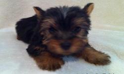 This teacup Yorkie male will be between 2 lbs and 4 lbs full grown. The mother is 4 lbs and the father is 2 lbs. He is CKC registerable and will include UTD on shots, papers (CKC), health guarentee, wormed, and a crate if SHIPPED. He is ready for a new