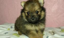 This is Teddy. He is a registered pomeranian puppy, but he looks just like a tiny teddy bear! His estimated adult weight is 4 to 6 pounds. He will be ready for a new home around May 28, 2011. He will come up to date on shots and worming and a one year