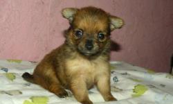 This is Mandy. She is a registered designer breed called a pomchi or chiapom. She is half pomeranian and half long hair chihuaha. She is sweet and lovable and will make a great pet. Her estimated adult weight is around 4 to 6 pounds. She will be ready for