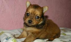 This is Fat Boy. He is a registered designer breed called a pomchi or chiapom. He is half pomeranian and half long hair chihuaha. He is a fat little boy, very sweet and lovable. He will make a great pet. His estimated adult weight is around 4 to 6 pounds.