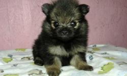 This is Bear. He is a registered pomeranian puppy, but he looks just like a tiny little bear! His estimated adult weight is 4 to 6 pounds. He will be ready for a new home around May 28, 2011. He will come up to date on shots and worming and a one year