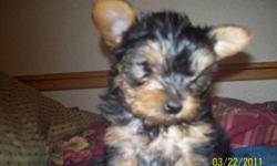 CKC Female Yorkie, verey small 9 weeks old ready now,,, Mom and Dad on site verey small parents.
Declaws removed, Tails docked, dewormed, No shipping, Must come to my home to view puppy and pick puppy up. Verey cute and playfull. Extra photos upone email