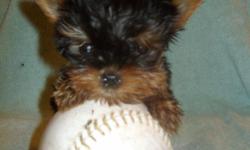SUPER TINY CKC YORKSHIRE TERRIER PUP. Only have 1 male left in this litter. He is super tiny!!!Heaven ( the mommy of the puppies) had her babies, Heaven is silver and tan. She is beautiful when she has her long hair but we had her cut so she could love