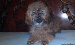 ckc toy poodle puppies sable in color utd on all shots and wormings formore information please call
