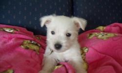 &nbsp;
Very sweet, loving, playful, 9 week old West Highland Terrier for sale.&nbsp;
&nbsp;
My husband and I purchased this puppy last week from a breeder, he is the perfect pet but unfortunately my husband and I aren't fit to take care of him. We are