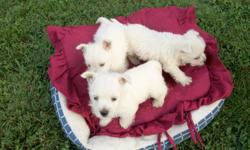 The CKC West Highland White Terrier puppies are males, 7 weeks old, white, first shot and wormed. They are just beautiful and make good pets.
