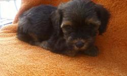 Yorkie poo pups for adoption ckc registered 7 to choose from. call or text us at 478-231-7129 for more information.