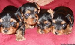 We have 4 ckc registered yorkies, born june 3rd, that will be available July 29th... the sire of this litter has an akc pedigree with many champions in his bloodline... there are 2 males and 2 females. mother is 8 lbs. and the father is 3.2 lbs. pups will