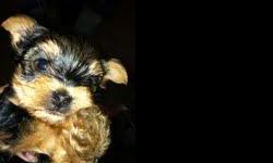 MALE CKC YORKSHIRE TERRIER PUPPY (BLACK AND TAN)
TAIL DOCKED AND DEWCLAWS DONE.
8 WKS OLD,,,,,,MOTHER 4.6 PDS ......FATHER 4.5 PDS
PUPPY WILL BE SMALL
BOTH PARENTS ON SITE.
I DO NOT SHIP,,,,MUST BE PICKED UP