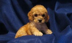 1 Male Cock-A-Poo (Cocker Spaniel/Toy Poodle) born on 4-26-11. UTD on shots and comes with a health warranty.
For More Info
Call/Text: 262-994-3007Â­Â­Â­Â­Â­Â­
** Credit Cards Accepted (Visa/MasterCardÂ­Â­Â­Â­Â­Â­Â­Â­Â­Â­Â­Â­Â­Â­Â­)Â­Â­Â­Â­
*Â­Â­* Financing Available
** Shipping