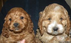First Generation Male Cockapoo Puppy for sale.&nbsp; Parents on site.&nbsp; Available 1/3/13.&nbsp; Has first shot and wormings.&nbsp; One male still available.&nbsp; Will hold with deposit.