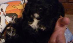 We have an adorable male Cockapoo puppy for sale. He will be 8 weeks old and ready for a loving home on October 7th. The mom and dad are our family pets. The mom is a solid black Cocker Spaniel and the dad is a solid white Poodle. The puppy is black with