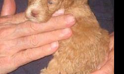Precious Cockapoo puppies. Ready middle of August. Taking deposits now by Paypal. See at www.glasscockscockers.com.Call 337 948 4942