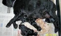 Our Beautiful Black AKC Cocker Spaniel, Lovie Mae, had a litter of 9 Cockapoo puppies on June 12. 1 black female, 1 buff male and 3 black males available. All fat and healthy. Lovie is our biggest Cocker at 30 lbs with the sweetest, calmest disposition