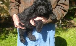I have a black male cockapoo for sale . he is 2 1/2 months old . He has had his shot and been wormed . he is ckc registry .
478-935-3895home
478-361-5061 cell