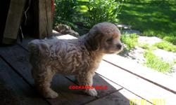 Cockapoo?s are great family companions. They are low-shedding, easily trained and full of life! They enjoy playtime and cuddle time in front of the movie. They generally will weigh about 15-20# as adults. Our puppies have been raised with young children