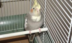 'Angel' is an adult female cockatiel.She is friendly and likes lots of attention but is not handfed.She likes lots of time outside of her cage.Cage and toys are included.