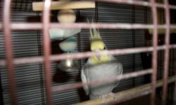 I have a female cockatiel.Shes 1and 1/2.Loves to wistle.Comes with cage and acceseries.And whatever food and treats are left.Moveing need to sell to a good home.She cannot fly her wings were cliped befor i even had her.