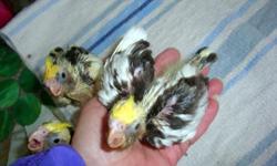 Cockatiel Babies: I have two very sweet babies available. Mother is an emerald, father a white-face pied. Babies hatched mid November. Babies are still being hand fed and should be available by mid to late January. Will ship at buyers expense. Feathered