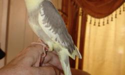 Beautiful Pastel Pied Cockatiel, male, soft yellow with soft light grey, very tame, finger and shoulder trained, will come when called. Sweet lovable bird, 8 weeks old, will make a great pet. Offered by breeder.