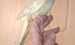Beautiful Pastel Pearled Cockatiel, female, soft yellow with soft light grey, very tame, finger and shoulder trained, will come when called. Sweet lovable bird, 8 weeks old, will make a great pet. Offered by breeder.