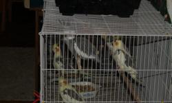 Cockatiels, few whitefaced, normals, pied and pearled.&nbsp; Call --.