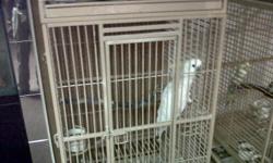 Cockatoo for sale $800.00 - w/o cage. With cage $1100.00