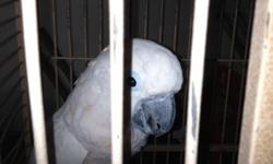 bird for sale &nbsp; he is to funny &nbsp; may take some time to hold &nbsp; &nbsp;this is richard 18yr old he must stay in a cage most of the time&nbsp;