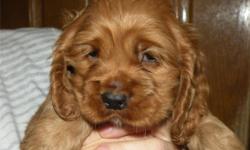 AKC Cocker Spaniel&nbsp;Male Puppy&nbsp;Available 12/24/12.&nbsp;&nbsp;Have first shot and wormings&nbsp; Ready to go 12/24/12.&nbsp; Parents on site.&nbsp;&nbsp; One male available.&nbsp; Call -- for details.