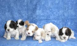 AKC Registered Cocker Spaniel Puppies:
&nbsp;
They were born July 6th. There are 3 females. The colors are chocolate (brown) & white, buff & white, black/white and tan, these are parti colors. The puppies are beautiful, adorable & smart. We have the