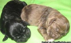 we have two puppies looking for loving homes! ready 1/29/2011 taken deposit now female "bella" ch/roan
male"elfie" black both small and gorgous..familyraised in our home socialized crate and newspapertrained befor let go.tails/dews done. 1st