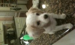 Adorable, affectionate Female Cocker Spaniel 12 wks old Blonde/Tan Current Shots Must See Must Have 832-549-5838