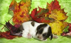 AKC Registered Cocker Spaniel Puppies:
Born Oct 11th. A chococlate and white female.The puppies are beautiful, adorable & smart. We have the puppies in our home, they around children since the grandkids live next door and they love puppies. We have both