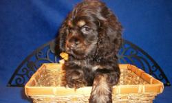 Cocker Spaniel Puppy For Sale In South Florida. GREAT PRICE! Our Cocker Spaniels for sale have all shots/dewormings up to date, health certificate, papers, pedigree and comes with a FREE vet visit!