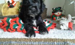 &nbsp;Gorgeous Purebred Cocker Spaniel Pups ---tails docked, and dewclaws off---1 chocoate, 1 black, 1 buff left!!!---will have 1st shot/worming before they go!!! Call --&nbsp; $375 each, and $100 deposit required to hold pup (taken off total price) These