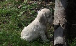 COCKER SPANIEL puppy AKC - I have 1 chocolate male. Have many more pictures. Blond father and chocolate mother. Written guarantee a healthy puppy that has been wormed and free of communicable diseases at time you take possession and guarantee to be free