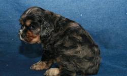 We have four Cocker Spaniel puppies for sale. They will come UTD on wormings and vaccines. They are registerable with AKC. Born May 28th and ready to go home around July 23rd.
We have:
1 Solid Red Male
1 Blk/tan merle male
2 Red/white females