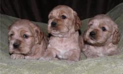 AKC Cocker Spaniel Puppies.&nbsp; Ready to go.&nbsp; Up to date on shots and wormings.&nbsp; Males available.
Parents on site.&nbsp;
&nbsp;