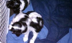 5 girls 1 solid blk other 4 blk and white no papers, father is akc .beautiful puppies tails docked and all shot records current paper work available please only serious buyers thank you .
jon .# 337-478-6253