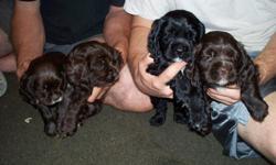 For sale ACA regestered cockerspaniel puppies for sale they are 7 weeks old will be ready to go to thier new homesafter June 10th they are vet checked and have had thier first shots .They have had thier tails docked and dew claws removed they are very