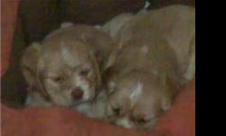 Two Cocker Spaniel puppies for sell. Have had their first shots and dewormed twice. Tan with white spots.