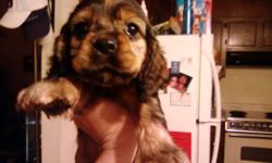 male cocker spaniel puppies ckc reg. 4 weeks old 12/11 and will be 6 weeks christmas day. i will let them go a few days before christmas. they will have 1st shots and they have there tails docked and dew claws removed. I have both parents. heres a pic of