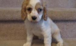 Cocker Spaniel Pups - 8 weeks ACA registered. Well socialized with children and other pets. All pups have their first shot and worming. 303-648-9777