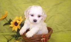 1 Male Cocker/Shih Tzu born on 9-25-10. UTD on all shots and comes with a health warranty.
~ Microchipped
CHECKS AND CREDIT CARDS ACCEPTED!
For More Info
Call: 772-223-1492