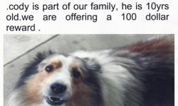 cody,beloved family pet, lost 11/19/10 in mcalester ok in green meadow addition,10 yr old male sheltie blue merle ,25-30 lbs,full white collar,white blaze on forehead,white front legs,multi colored body white,brown,and silver,reward for safe return of