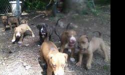 eli pitbull puppies for sale