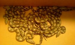 Columbian Red Tail Boa Baby Snakes...
I have nine Columbian Red Tail Boa Babies. They were born the night of Dec 28th.
I am looking to get a small rehomeing fee for each one of them. I am also willing to take trades if you have something of interest.
I