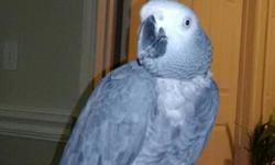 Beautiful Congo African Grey, bird. Around 9yrs old, unknown sex. I've being with my bird, only four months. One of my customer cant take care of the bird, and she knew I was looking for a Congo baby bird... I REALLY prefer a baby!!! &nbsp;The bird is in