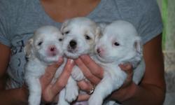 Puppies are available and will be ready to go to their forever homes on September 17, 2011.
We live in beautiful Lancaster PA. Our puppies are raised in our home and will be well socialized by the time they go to their forever homes. Our puppies have a